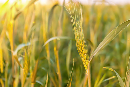 growing wheat in the field of agribusiness grain close upの写真素材