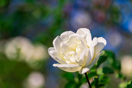 a single white wild rose flowerの写真素材