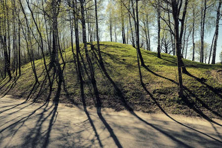 Trees on a hill casting shadows on a roadの写真素材