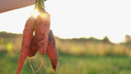 Farmers hand holding a bouquet of fresh vegetables in the autumn garden outdoors.の写真素材