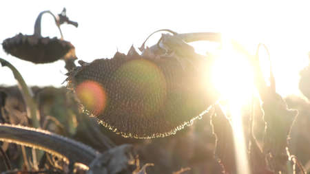 Autumn landscape with sunflowers field ready to harvesting, oil seeds, farmland.の写真素材