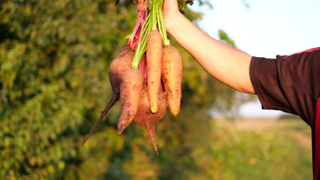 The gardener shows how to hold bunches of fresh dirty carrots and beets in the open air.の写真素材