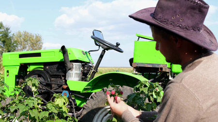 A rural farmer plucks red raspberries. Raspberry berries harvesting concept.