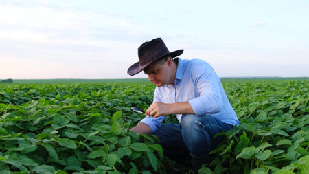 Plant specialist checking field soybeans. The concept of ecology, natural products.の写真素材