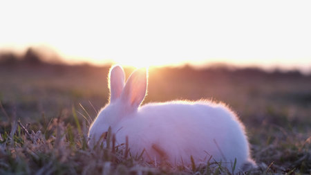 Lonely white rabbit in the sunlight at sunset Beautiful bunny on the grass