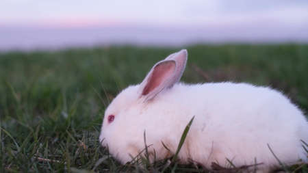 Beautiful white bunny in the sunlight walking on the grass. Beautiful rabbit.の写真素材