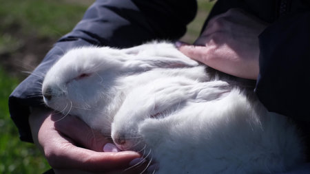 White rabbit in the arms of a girl, she gently strokes the fur of a bunny.