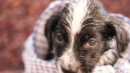 Portrait of a funny little dog, she looks into the camera and shakes her head. Cleanliness of pets