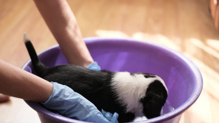 Frightened little dog takes a bath. Grooming salon. Cleaning animals from fleas and ticks