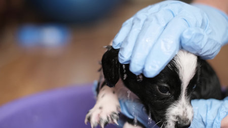 Little dog while bathing with shampoo. The dog takes a bath. Cleaning animals from fleas and ticks