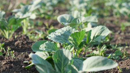 Young cabbage plantation. Cabbage seedlings. Seedlings of vegetables in the soil. Agrarian businessの写真素材
