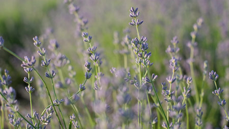 Fragrant lavender flowers, growing lavender flowers in a field close-up.