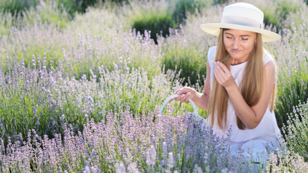 A beautiful woman in white clothes sits among lavender flowers and collects them in a white basket