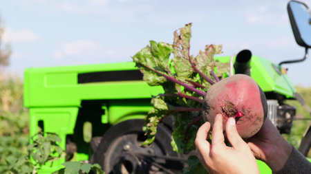 , organically clean vegetables from a vegetable gardenの写真素材
