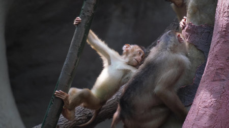 A family of chimpanzees on a tree playing. Genus of the hominid family of primatesの写真素材