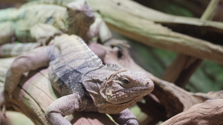 Yellow iguana on tree in rainforest, Rio Tempisque Guanacaste, Costa Rica wildlifeの写真素材