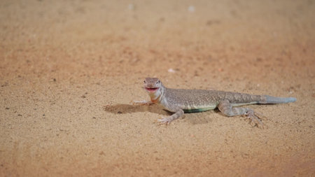 Beautiful reptile lizard in a terrarium with sand. Concept of reptiles. Petsの写真素材