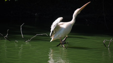 A great white heron sits on a tree branch on the river - a large wetland bird of the heron family.の写真素材