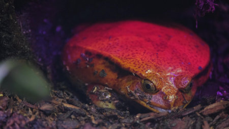 Red Mantel Frog. It is a small orange-red frog. Poisonous exotic family of amphibiansの写真素材