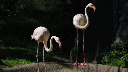 A family of adult pink flamingos drinking waterの写真素材