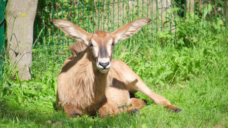 Deer with long ears rests lying on green grass. Animal in the zooの写真素材