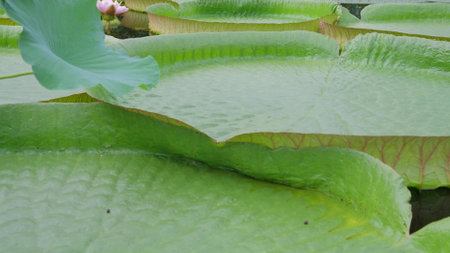 Amazonian Victoria is one of the types of flowering plants, the largest of the Latate family.の写真素材