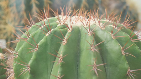 Close up of prickly green cactus with thin sharp spines growing in the garden.