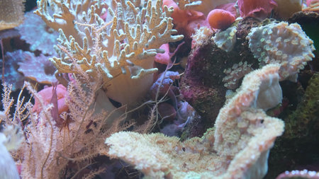 Beautiful coral reefs in the Red Sea, Egypt