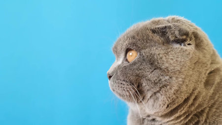Portrait of a beautiful Scottish gray cat with yellow eyes on a blue backgroundの写真素材
