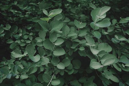 Tropical fresh green leaves pattern as textured and background, Natural leaves background for wallpaperの写真素材