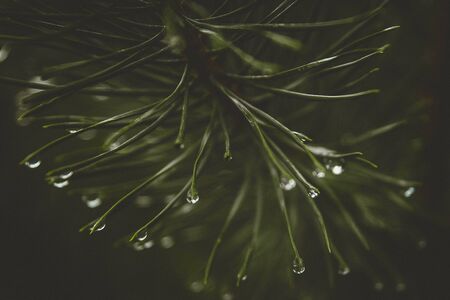 Rain water drops on the pine needles natural bokeh effect close up.の写真素材