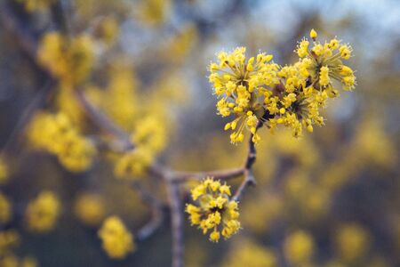 Yellow flowers on a tree with branches on a blue backgroundの写真素材