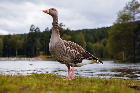Greylag goose with orange beak in park with blue sky and lake backgroundの写真素材