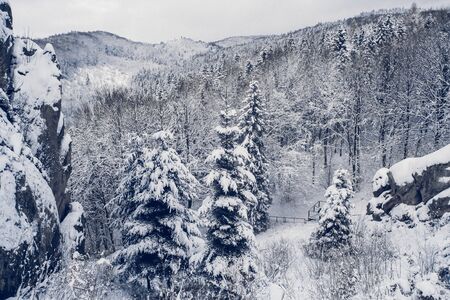 Mountains trees covered with snow.The trees are frozen.For backgroundの写真素材