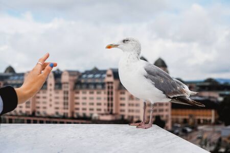 A large white seagull on a background walking along a parapet against a background of green trees and a cityの写真素材