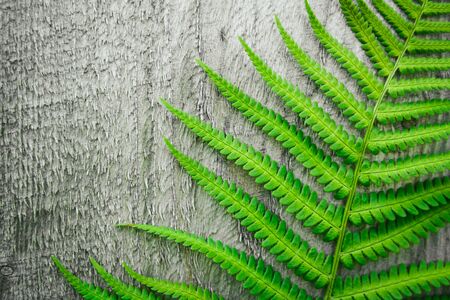 Fern leaves on the background of the old wooden background. Copy space. View from above.の写真素材