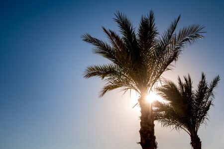 Silhouettes of palm trees against the sky during a tropical sunset. Copy, empty space for textの写真素材