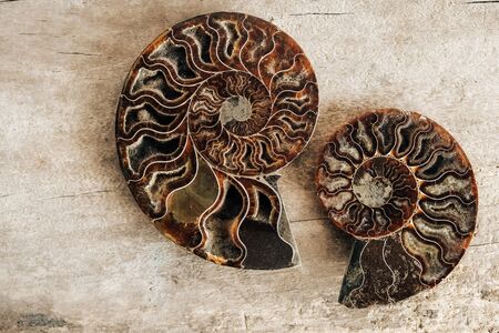 Ammonites fossil shell on wooden background. Top view. Copy, empty space for text. Polished half of petrified shells as souvenirs, gift.の写真素材