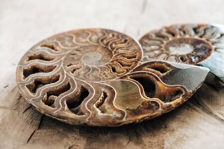 Ammonites fossil shell on wooden background. Copy, empty space for text. Polished half of petrified shells as souvenirs, gift.の写真素材