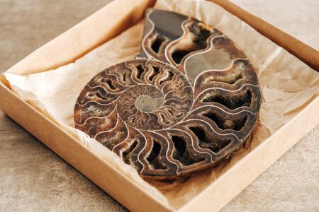 Ammonite fossil shell on wooden background. Top view. Copy, empty space for text. Polished half of petrified shells as souvenirs, gift.の写真素材