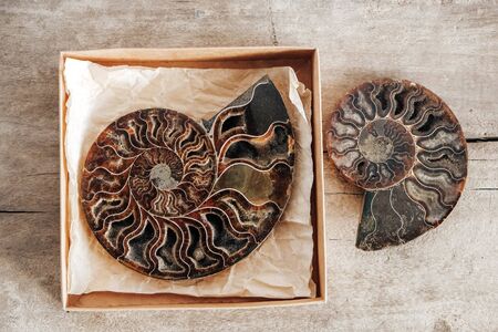 Ammonites fossil shell on wooden background. Top view. Copy, empty space for text. Polished half of petrified shells as souvenirs, gift.の写真素材