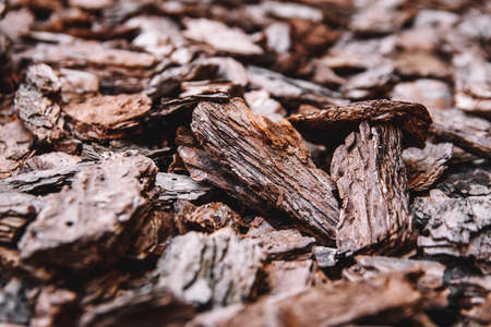 Background from coniferous tree bark pieces. Abstract background textureの写真素材