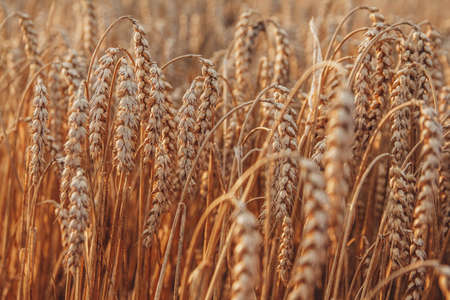 Wheat closeup. Wheat field. Background of ripening ears of wheat. Harvest and food concept.の写真素材