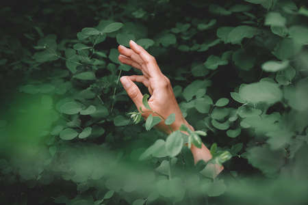 Woman hand against green leaf background. Back to nature, love earth, copy spaceの写真素材
