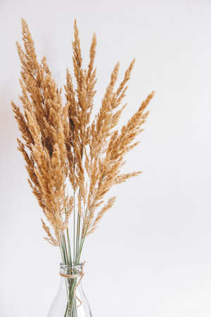 Still life of a bouquet of dried flowers in a glass bottle on a white background. Place for text or advertisingの写真素材