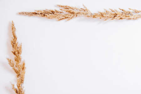 Dry grass on a white background. Greeting card concept, place for text. View from aboveの写真素材