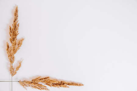 Dry grass on a white background. Greeting card concept, place for text. View from aboveの写真素材