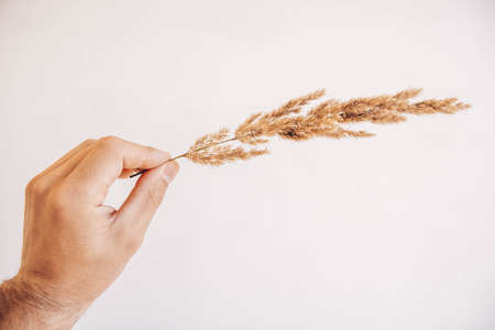 Dry branch of a plant in a male hand on a white background. Place for your textの写真素材