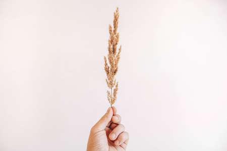 Dry branch of a plant in a male hand on a white background. Place for your textの写真素材