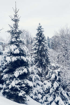 Group of Snow Covered Fir Trees. Snow-covered forest in the mountainsの写真素材
